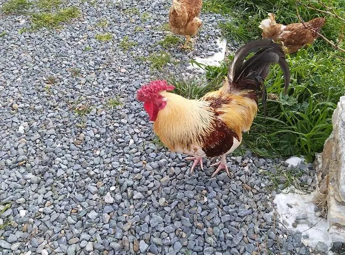 George Villa Chrousa